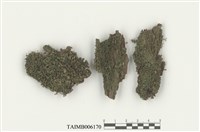 藏品(印度網蘚)的圖片